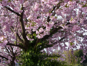Prunus ser. Kanzan 07.04.08  7.jpg